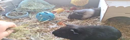 Guinea Pig rodents for sale: Boy Guinea Pigs - Advert 15