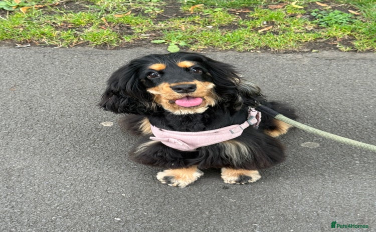 Cocker Spaniel dogs - Advert 1