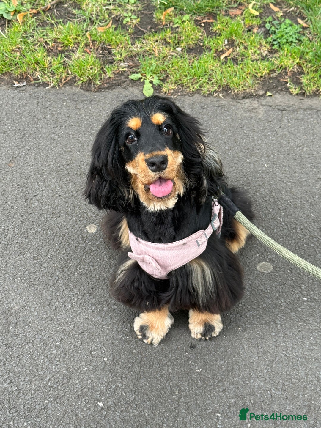 Cocker Spaniel dogs for sale: 11 Months Cocker spaniel  - Image 1