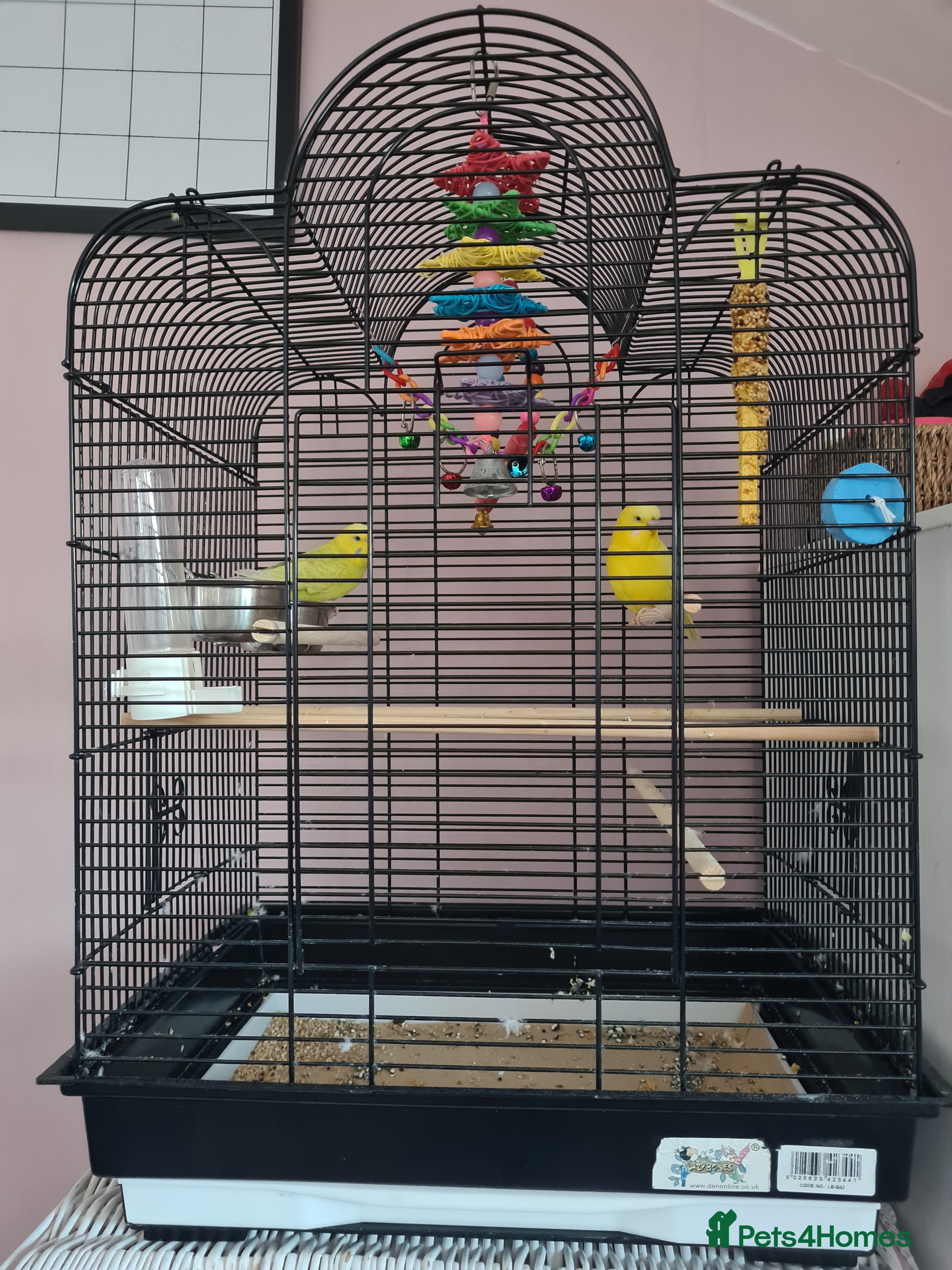 Budgerigars birds Male and Female budgies with their cage and toys - Advert 1