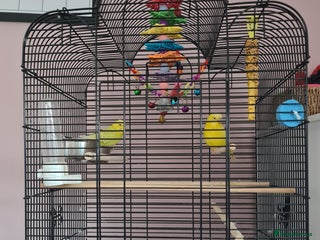 Budgerigars birds Male and Female budgies with their cage and toys - Advert 2