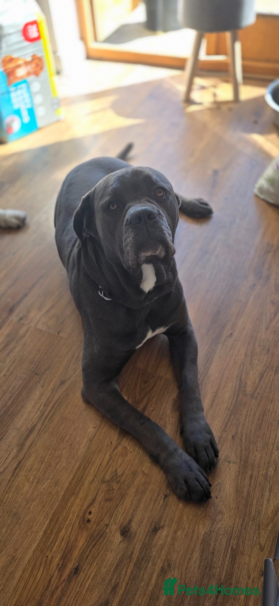 Cane Corso dogs CANE CORSO.  - Advert 3