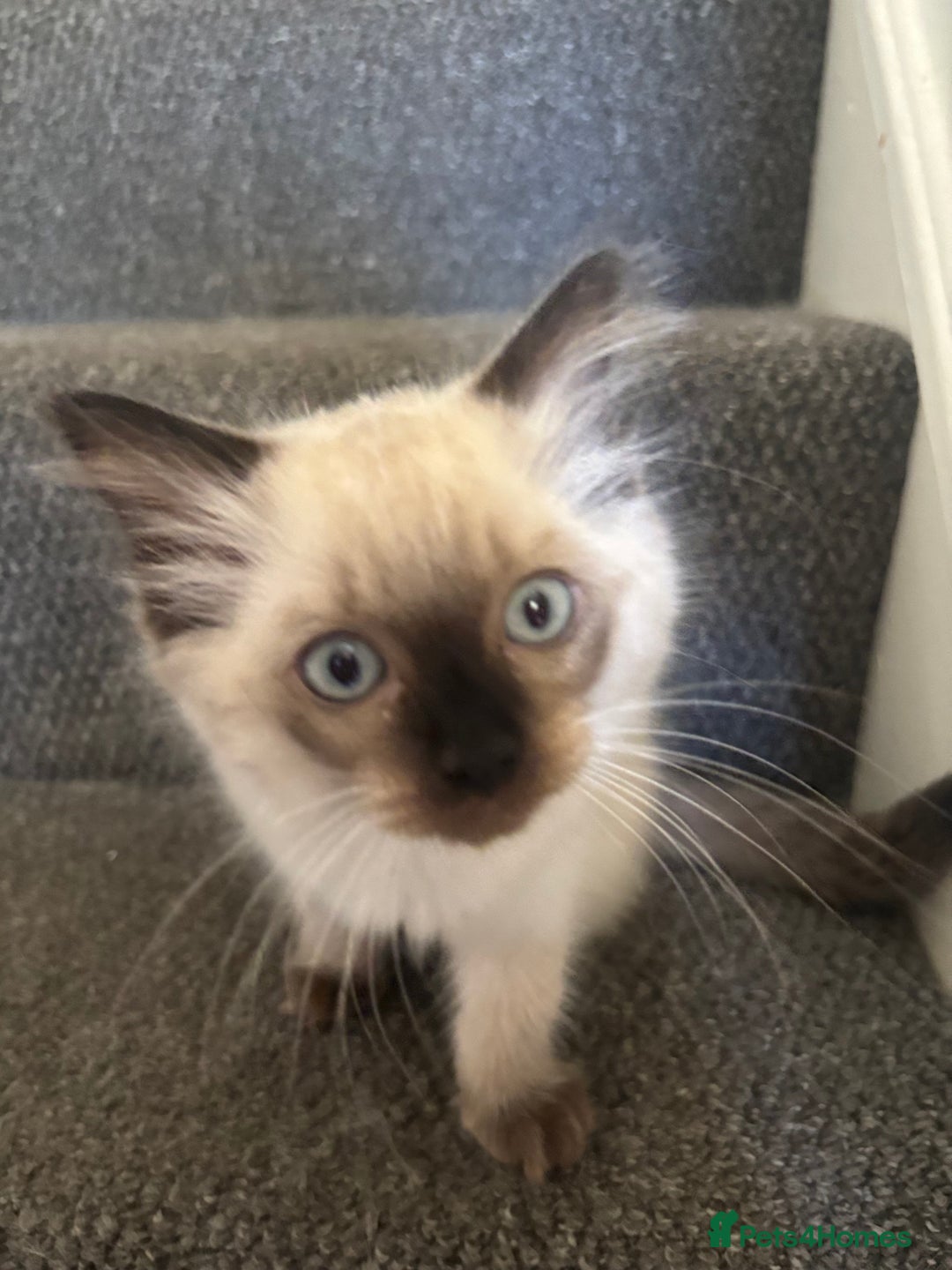 Ragdoll cats for sale: Ragdoll kittens - Image 24