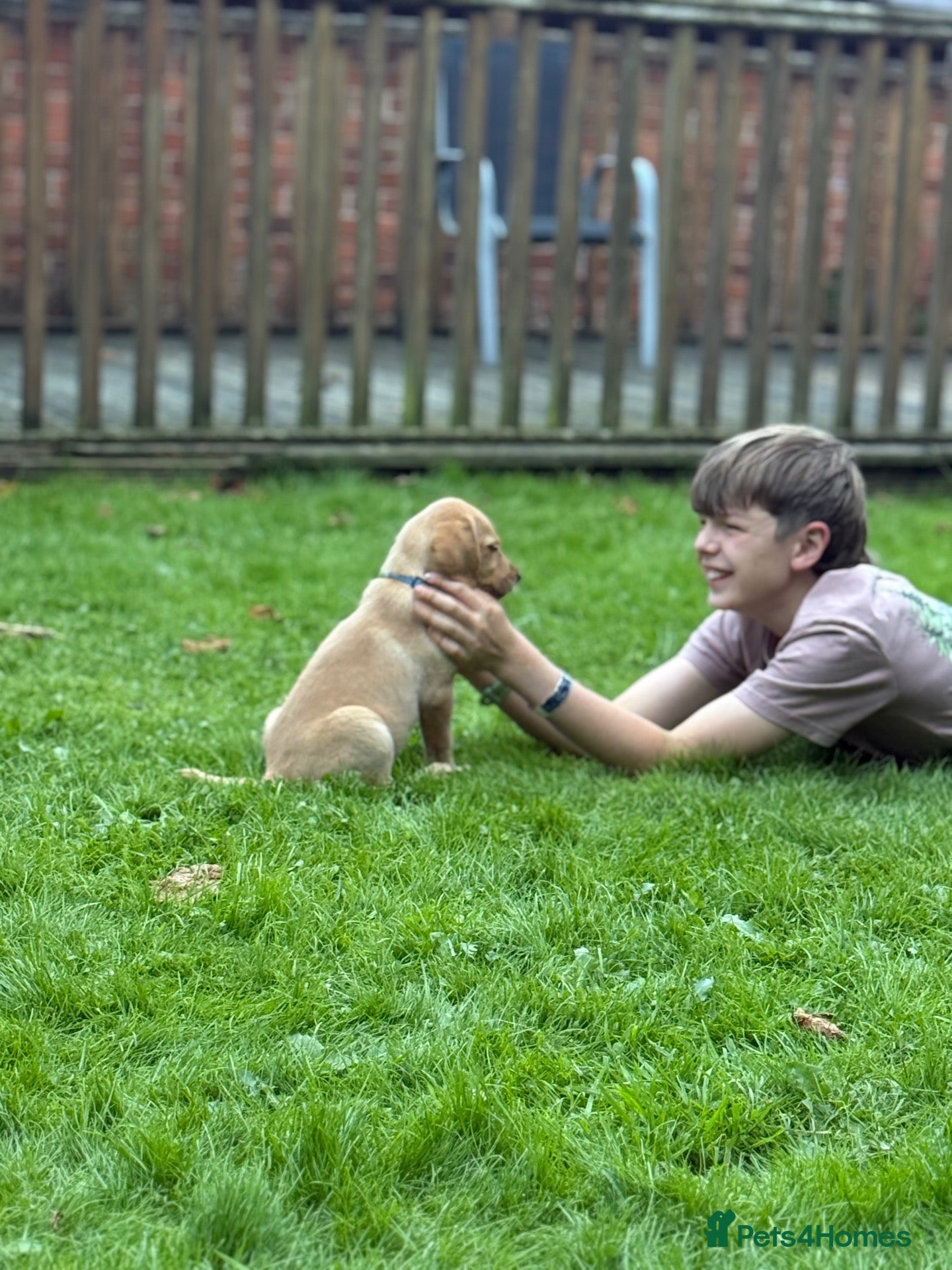 Labrador Retriever dogs Red/Dark Gold Labrador Puppies - Advert 17