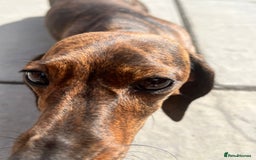 Miniature Dachshund dogs for sale: KC Reg Red Brindle female PRA Clear - Image 4