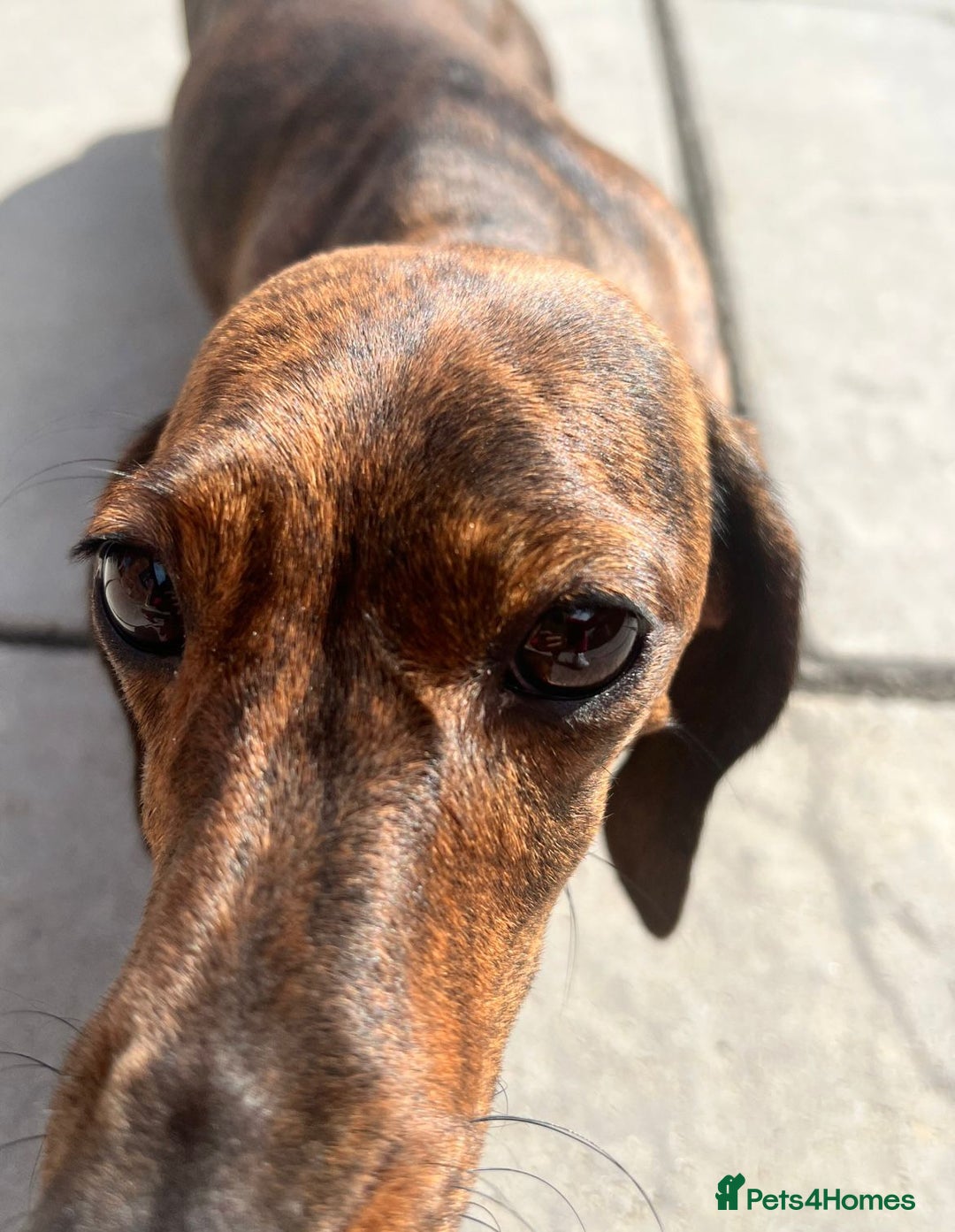 Miniature Dachshund dogs for sale: KC Reg Red Brindle female PRA Clear - Image 4
