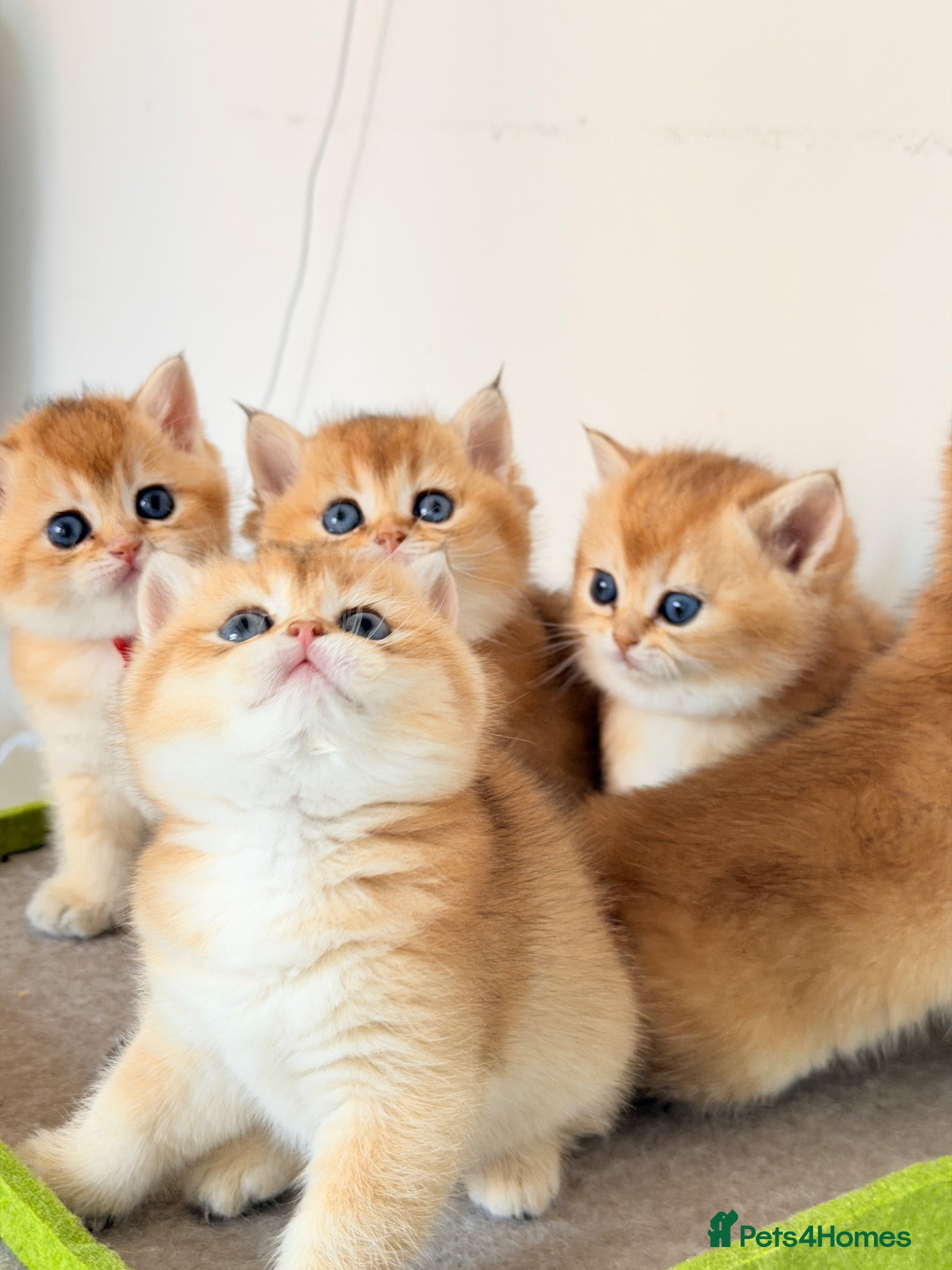 British Shorthair cats Exception quality,Champion bloodlines GCCF/TICA  - Advert 12