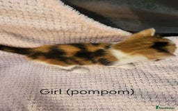 Mixed Breed cats for sale: British Long hair x kittens ONLY 4 FEMALES LEFT - Image 8