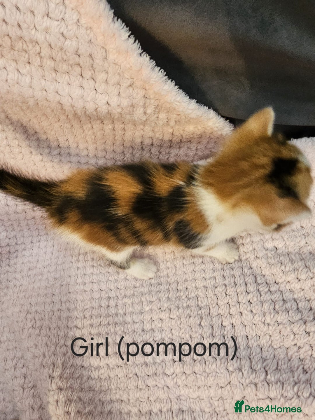 Mixed Breed cats for sale: British Long hair x kittens ONLY 4 FEMALES LEFT - Image 8