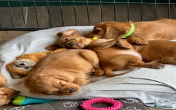 Cocker Spaniel dogs for sale: Extensively Health Tested KC Cocker Spaniels  - Image 14