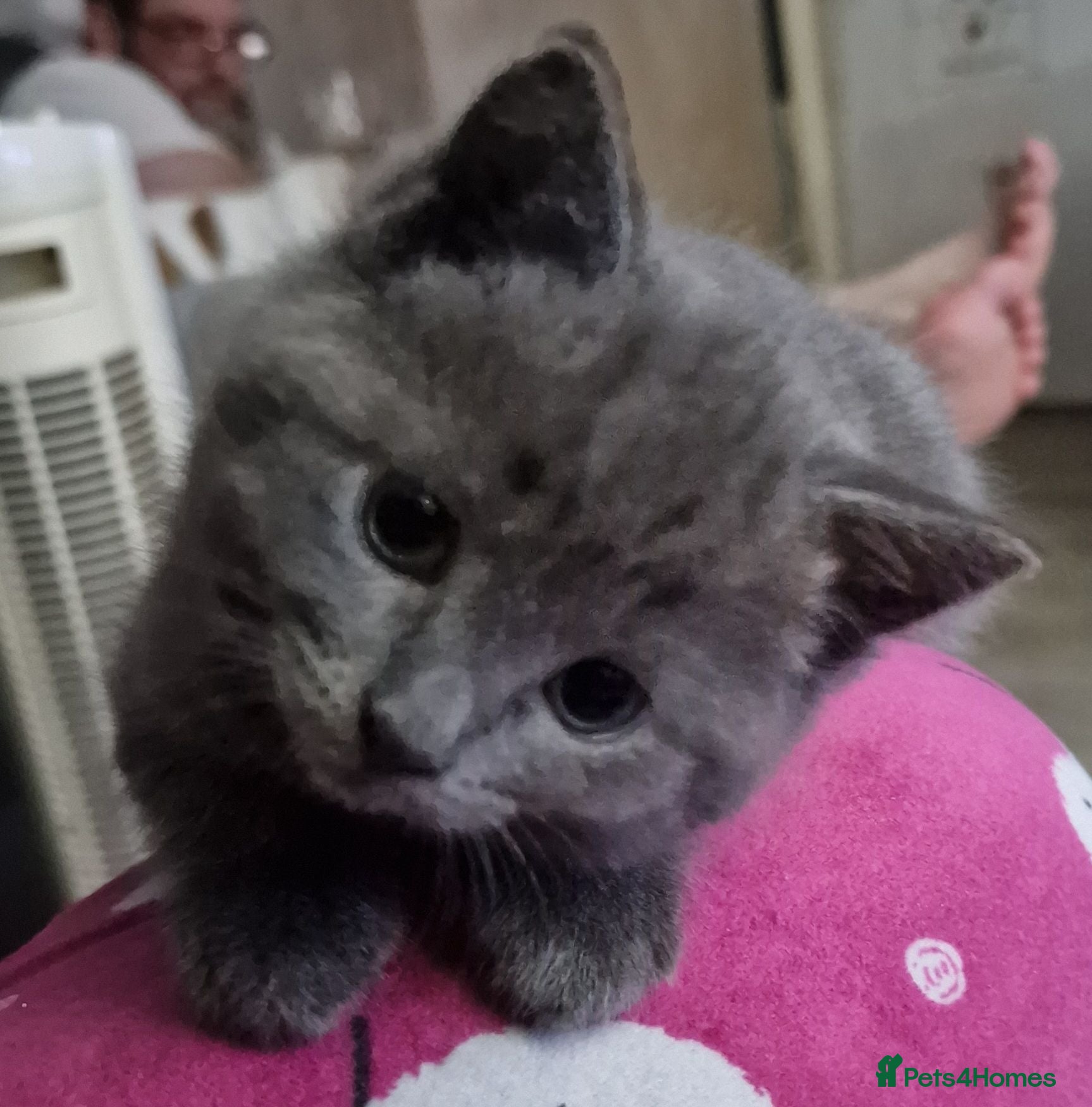 Scottish Fold cats Mixed breed kittens - Advert 2