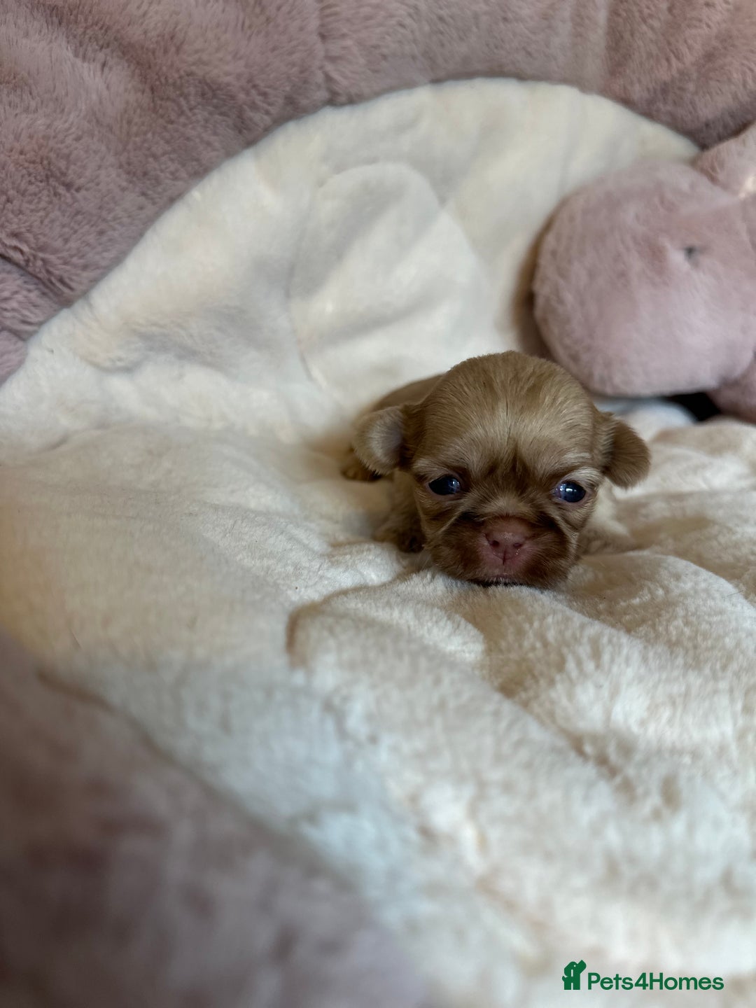Shih Tzu dogs for sale: Beautiful shihtzu puppies - Image 23