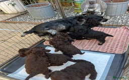 Cockapoo dogs for sale: F1 Cockapoo puppies  - Image 6