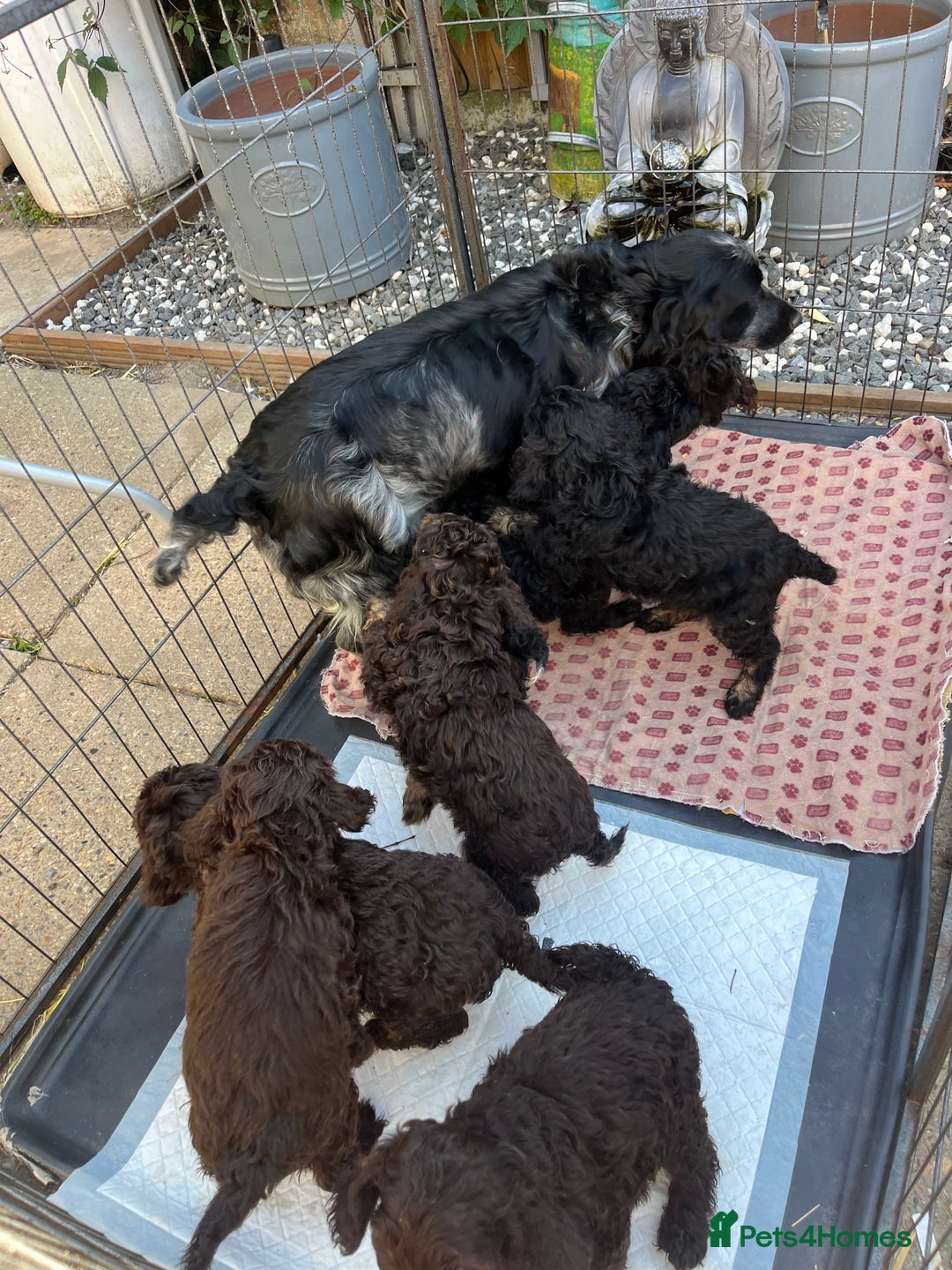Cockapoo dogs for sale: F1 Cockapoo puppies  - Image 6