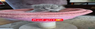 Scottish Fold 7
