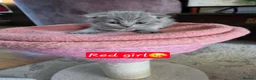 Scottish Fold cats for sale: 7 Scottish fold 😍beautiful  healthy kittens - Advert 37