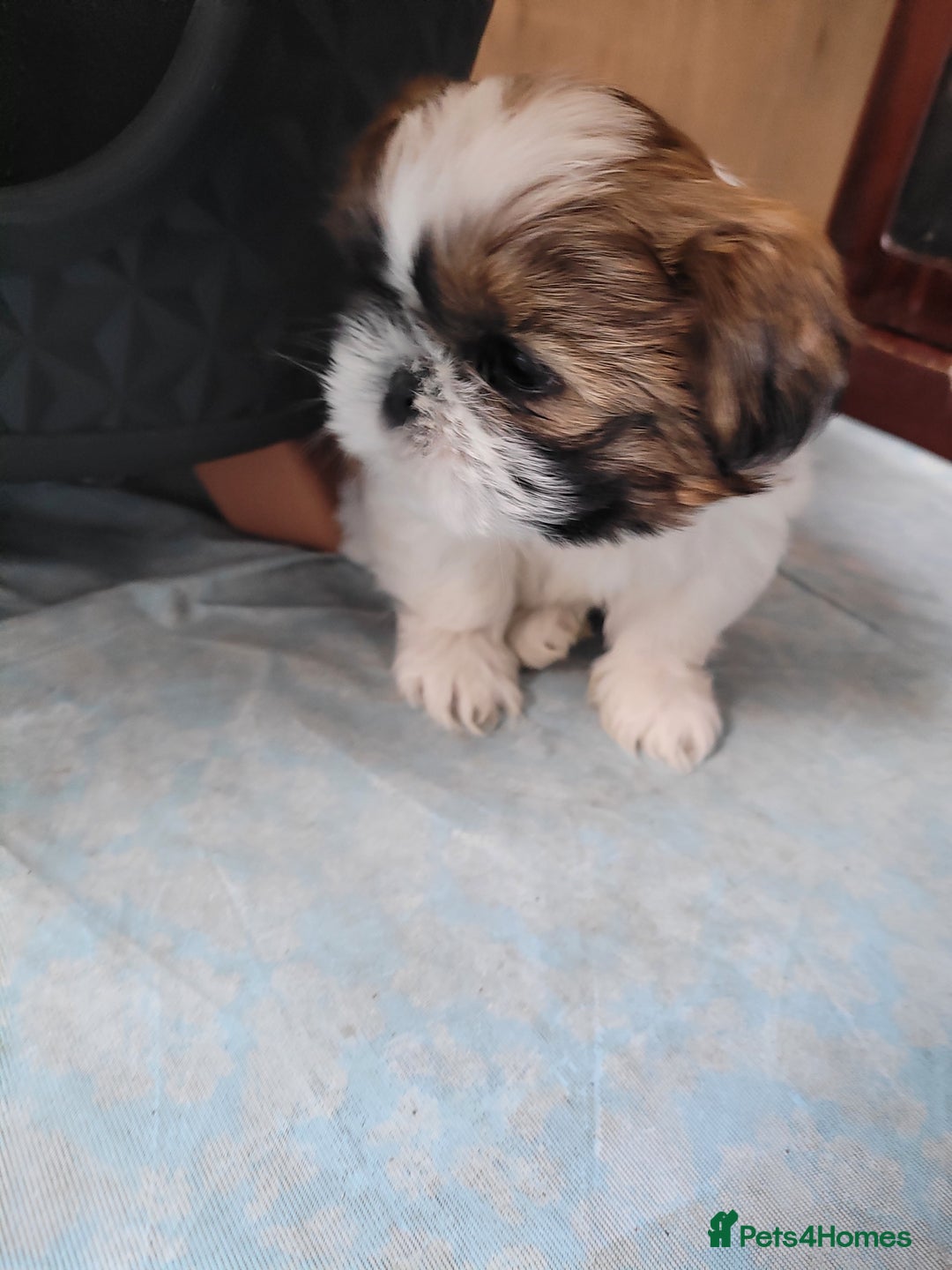 Shih Tzu dogs for sale: Lovely, most adorable, cutest puppy in town - Image 8