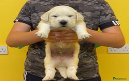 Golden Retriever dogs for sale: Beautiful golden retriever puppies for sale  - Image 1
