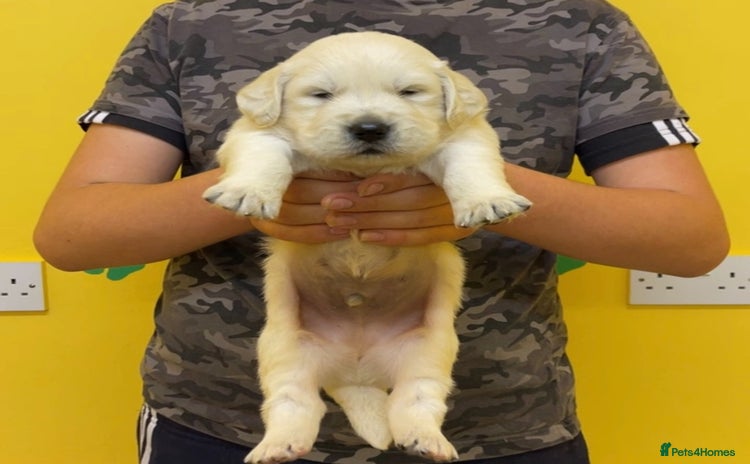 Golden Retriever dogs - Advert 16