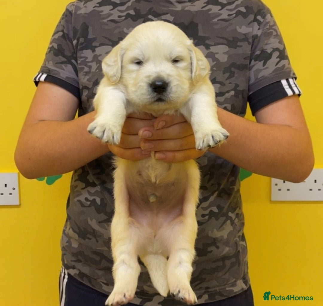 Golden Retriever dogs for sale: Beautiful golden retriever puppies for sale  - Image 1