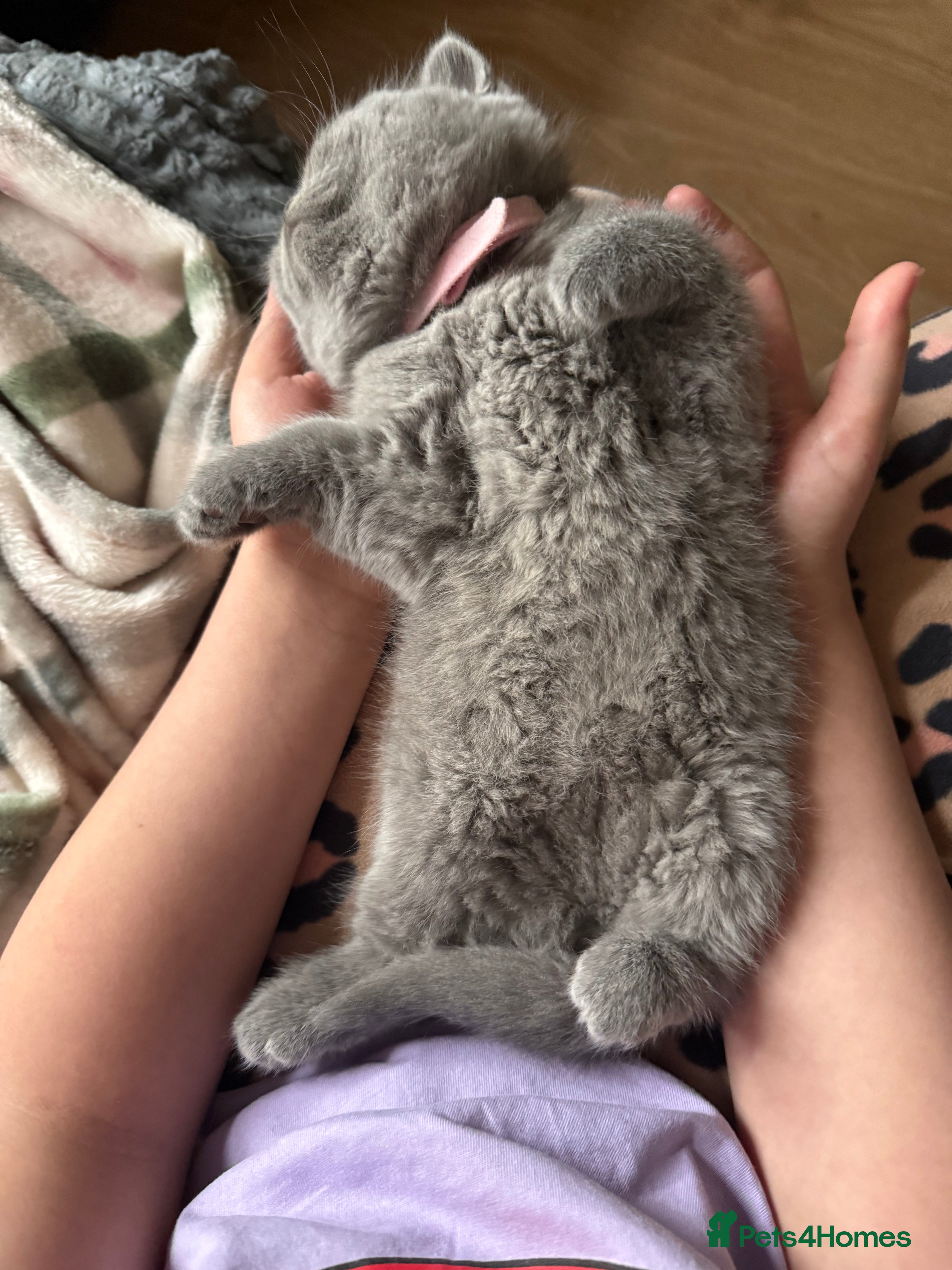 British Shorthair cats 100% Pure Pedigree Champion line Bsh Reg. Kitten - Advert 4