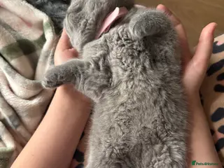 British Shorthair cats 100% Pure Pedigree Champion line Bsh Reg. Kitten - Advert 4