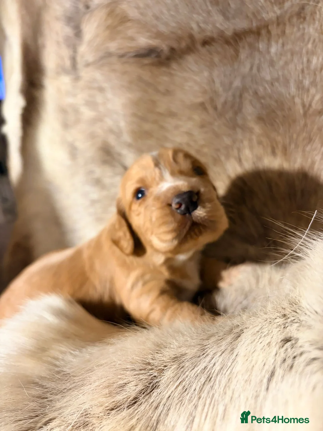 Cocker Spaniel dogs for sale: ✨ Working Cocker Spaniel pups, ready 7th March ✨ - Advert 21