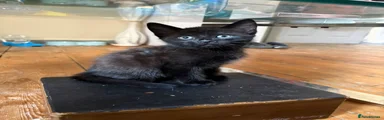 Domestic Shorthair 1