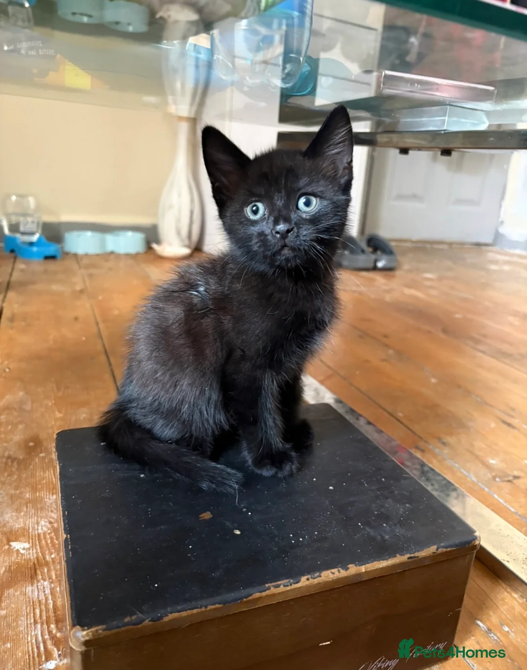 Domestic Shorthair cats for sale: Adorable kittens for sale  - Advert 2