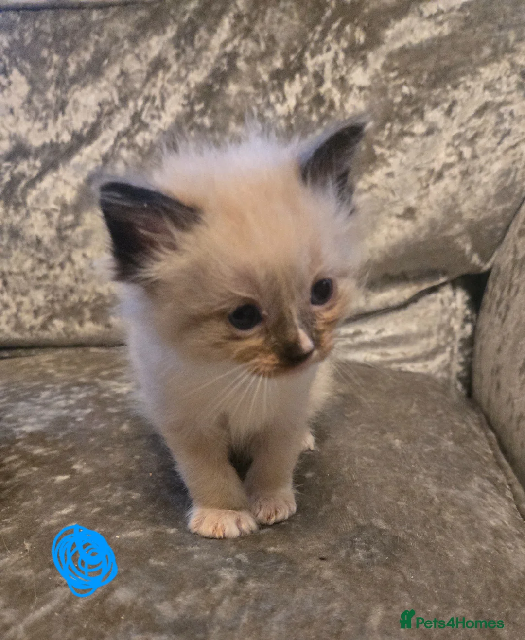 Ragdoll cats for sale: 8 Ragdoll Kittens (some Lynx) - Advert 2