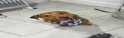 Mixed Breed dogs for adoption: Short Oso - Advert 17