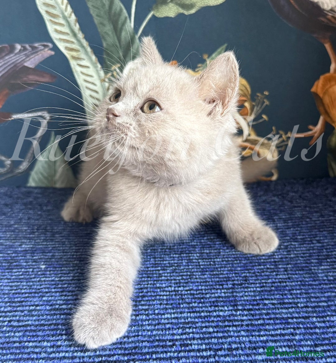 British Shorthair cats for sale: British Shorthair kittens GCCF registered - Image 1