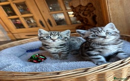 British Shorthair cats for sale: Pedigree Black Silver Tabby kittens  - Advert 11