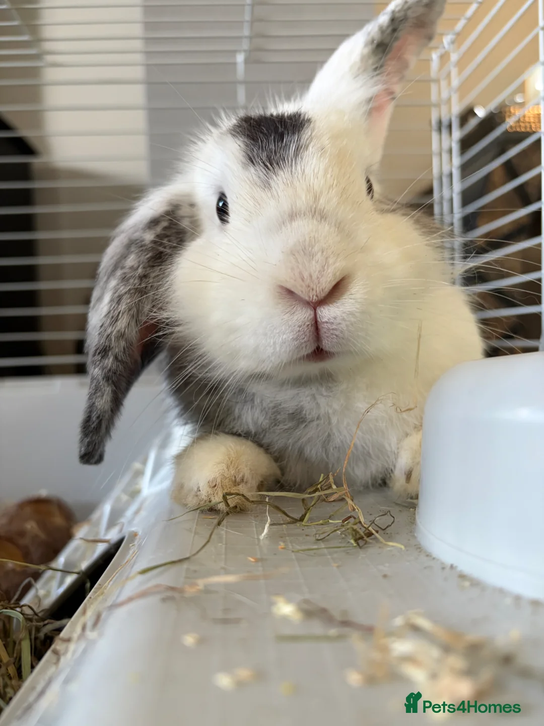 Mini Lion Lop rabbits for sale: Female Rabbit Looking for a Loving Forever Home in Worcester - Advert 2