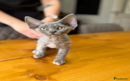 Devon Rex cats for sale: 🐾Pedigree Devon Rex Kittens- Raised with Love🐾 - Image 35