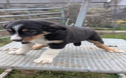 Welsh Collie dogs for sale: Welsh sheepdog puppies - Image 4