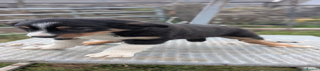 Welsh Collie Puppy 3