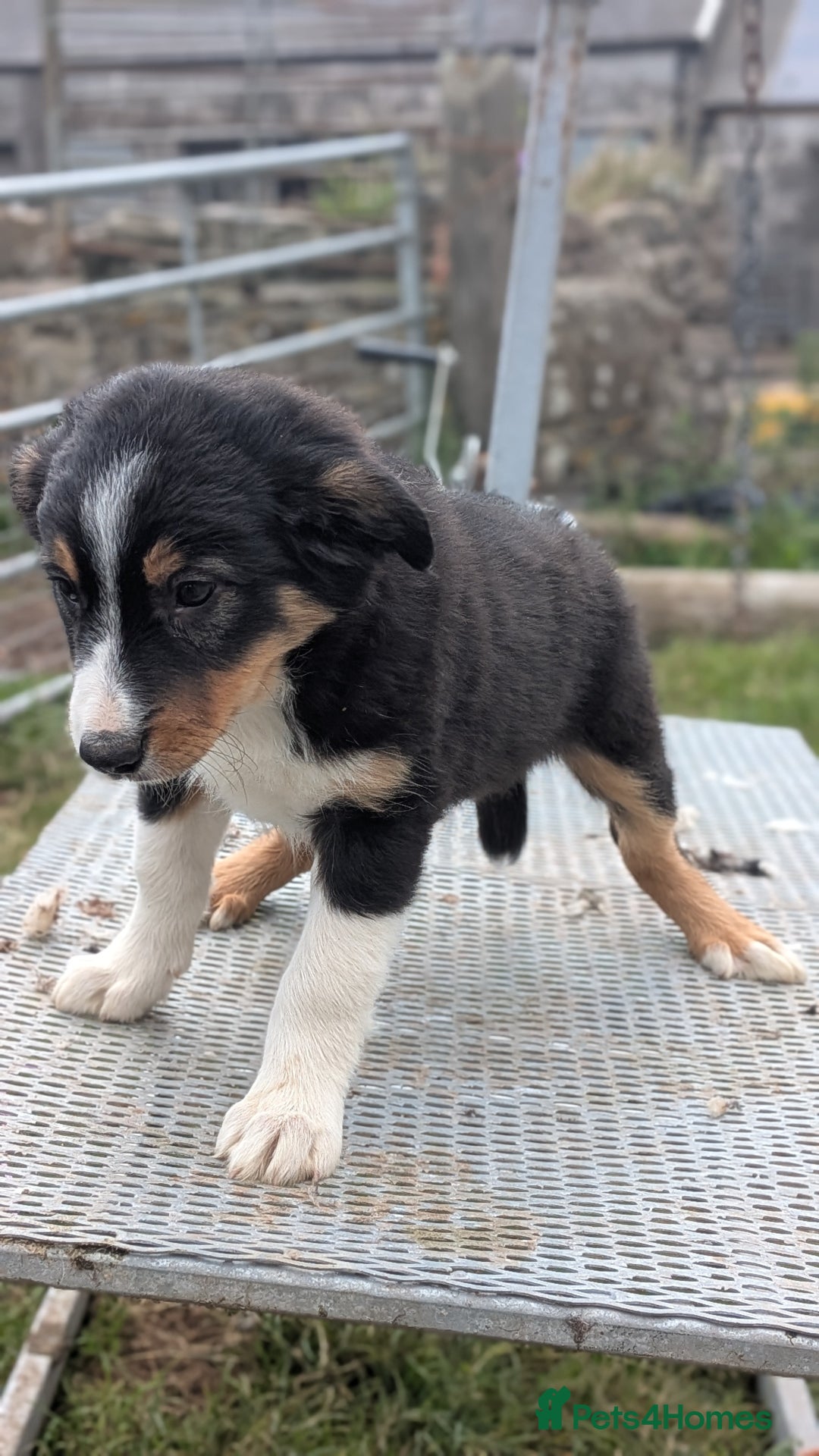 Welsh Collie dogs for sale: Welsh sheepdog puppies - Image 4