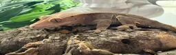 Mixed Breed reptiles for sale: various geckos! - Advert 5