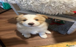 Border Collie dogs for sale: DUE 1st August Border collie Puppies - Image 31