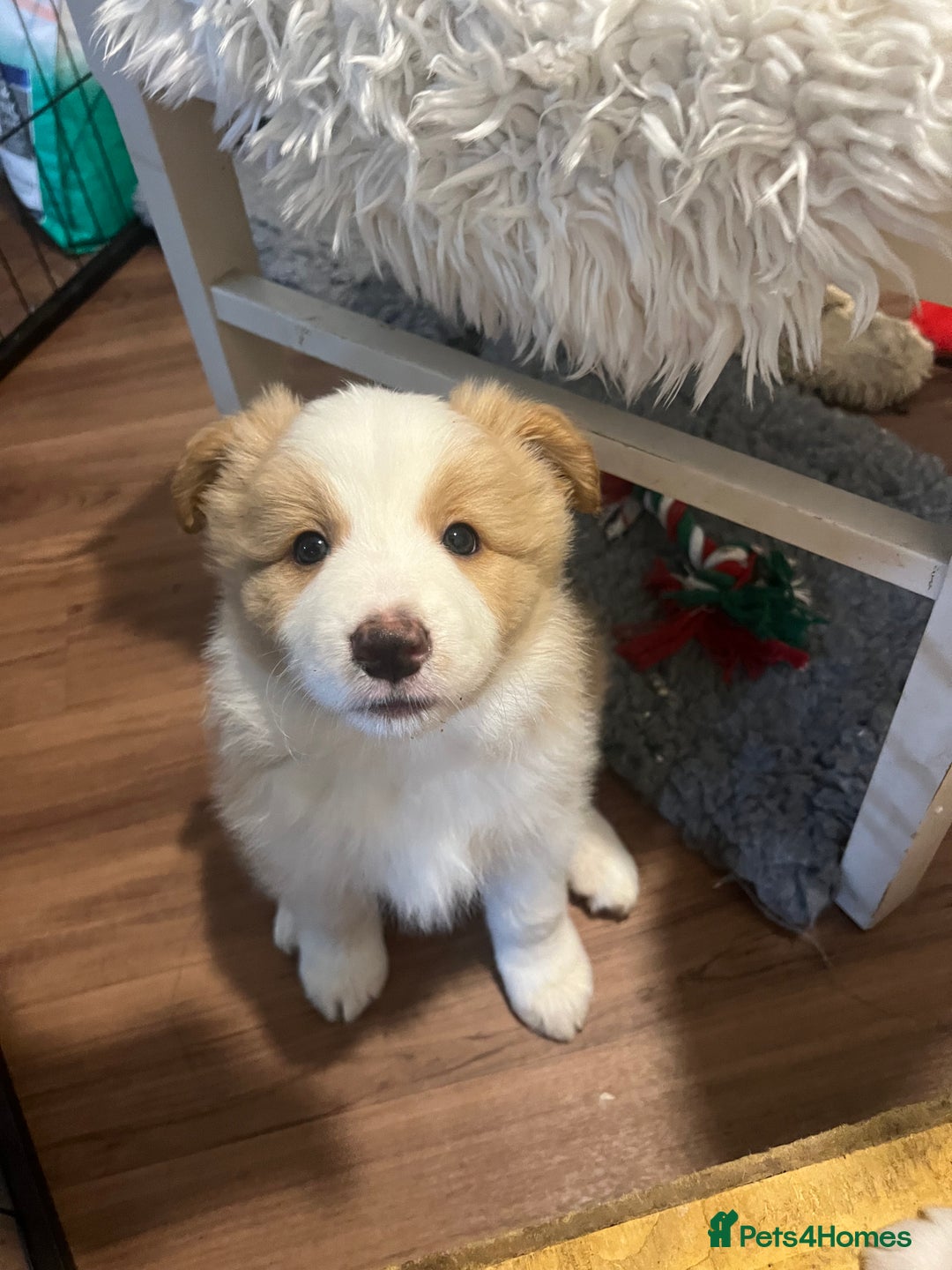 Border Collie dogs for sale: DUE 1st August Border collie Puppies - Image 31