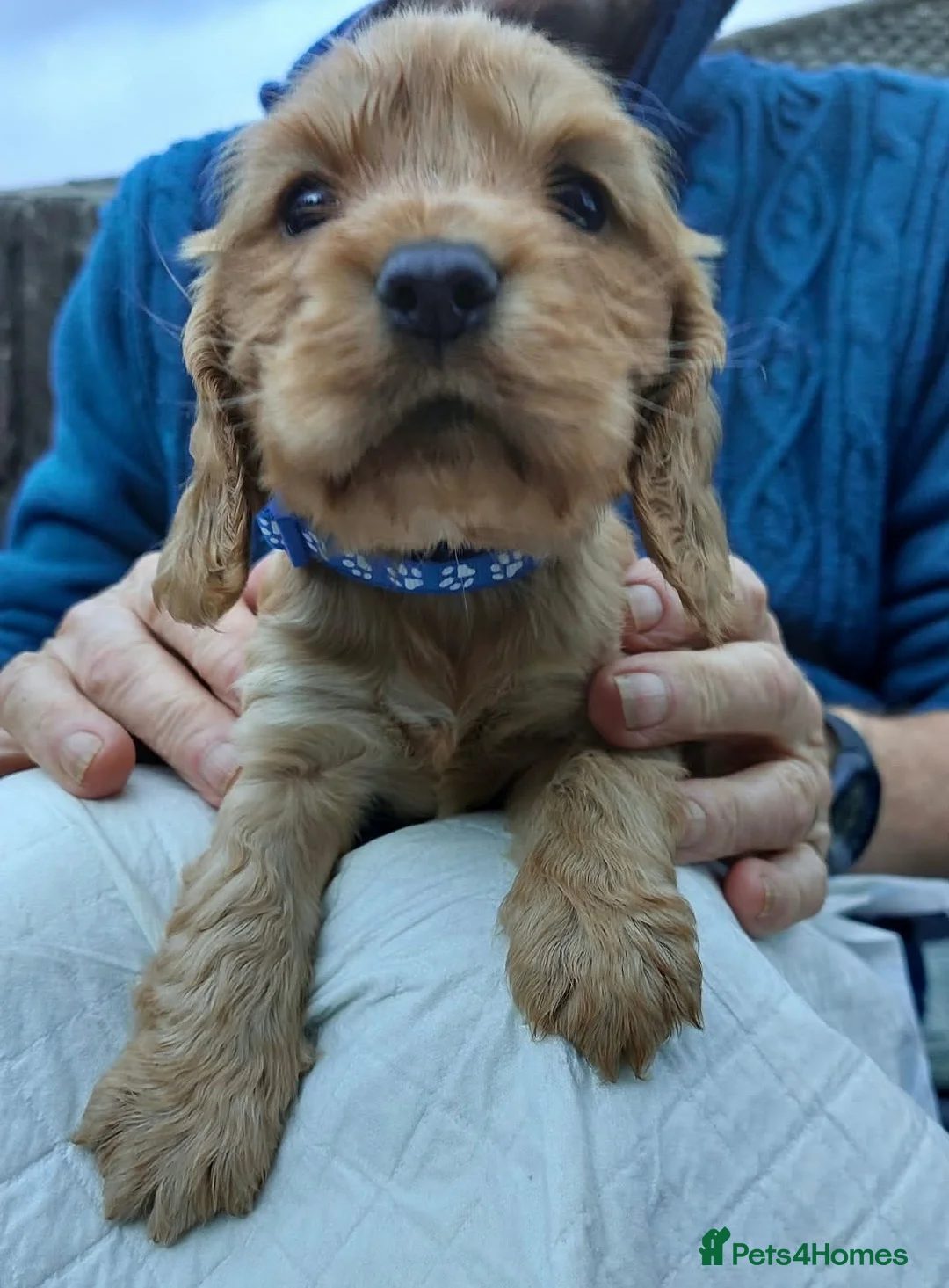 Cocker Spaniel dogs for sale: Cocker spaniel puppies  - Advert 2