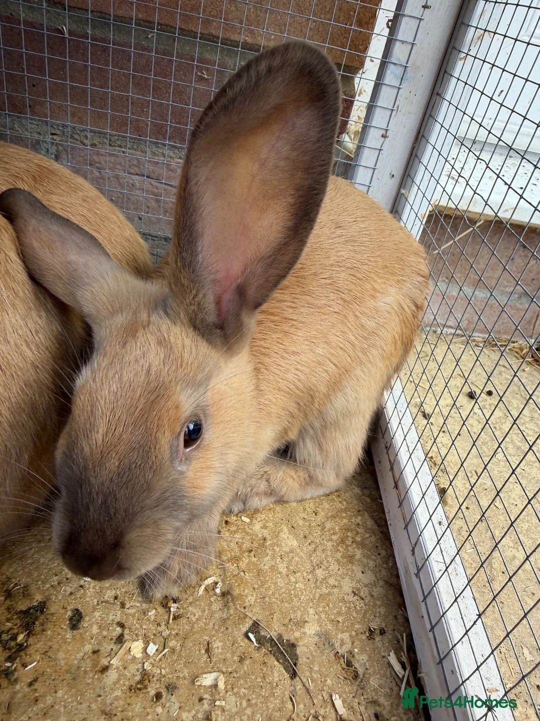 Dwarf Lop rabbits for sale: Bunnies for sale  in Oxford - Advert 1