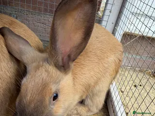 Dwarf Lop rabbits Bunnies for sale - Advert 13