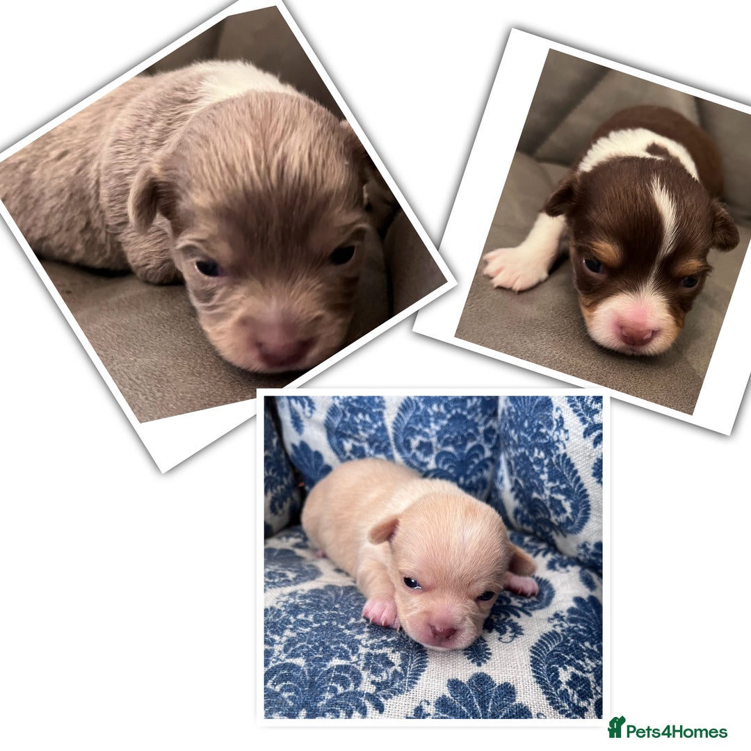 Chihuahua dogs for sale: chihuahua boy puppies  - Advert 6