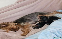 Yorkshire Terrier dogs for sale: Yorkshire terrier (miniature) - Image 2