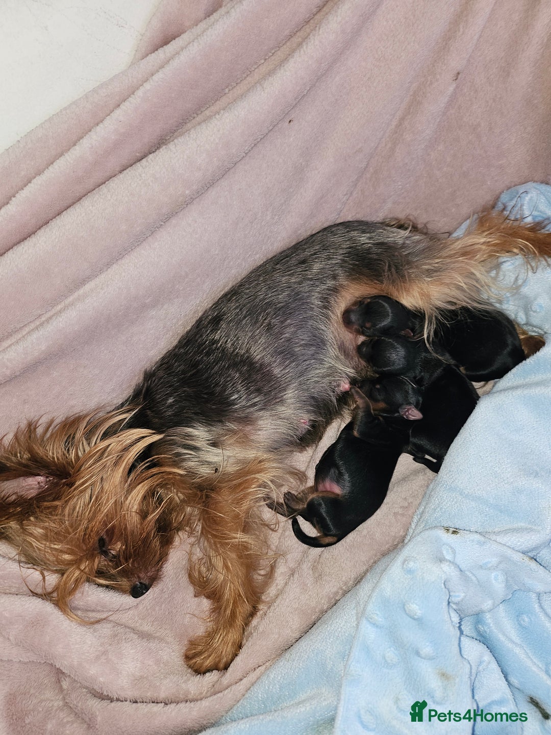 Yorkshire Terrier dogs for sale: Yorkshire terrier (miniature) - Image 2