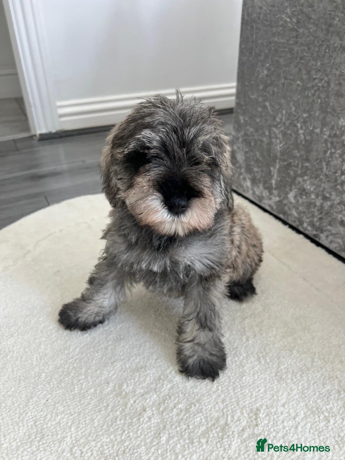 Schnoodle dogs Schnoodle puppies for sale   - Advert 5