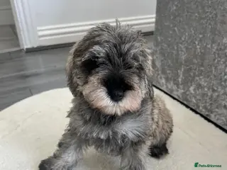 Schnoodle dogs Schnoodle puppies for sale - Advert 5