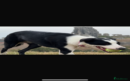 Border Collie dogs for sale: 10 month old border collie puppy ❤️ - Image 4
